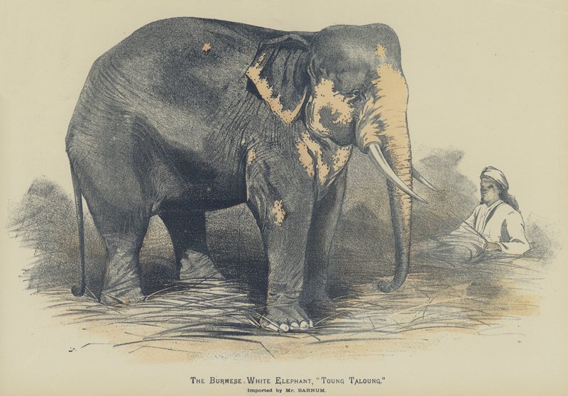 Den burmesiske hvide elefant, "Toung Taloung", importeret af Mr Barnum (farve litho) af English School