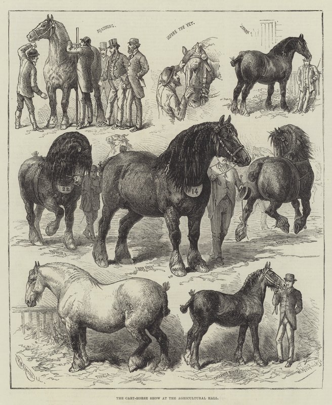 Cart-Horse Show i Landbrugshallen (gravering) af English School