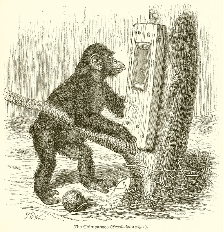 Chimpansen (Troglodytes Niger) af English School
