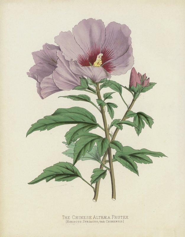 Den kinesiske Althaea Frutex, Hibiscus Syriacus; var Chinensis af English School