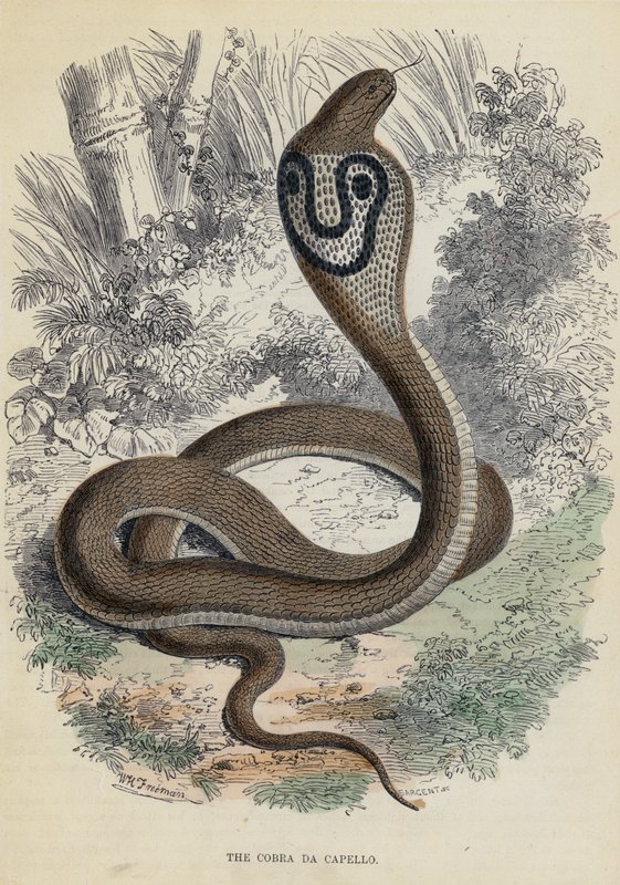 Cobra Da Capello (farvet gravering) af English School