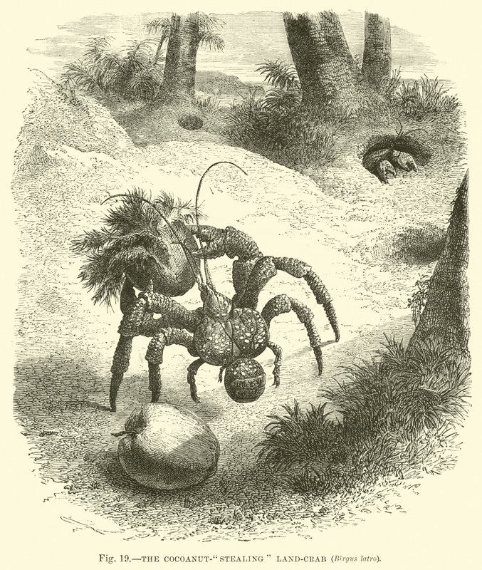 The Cocoanut-stealing Land-crab, Birgus latro  af English School