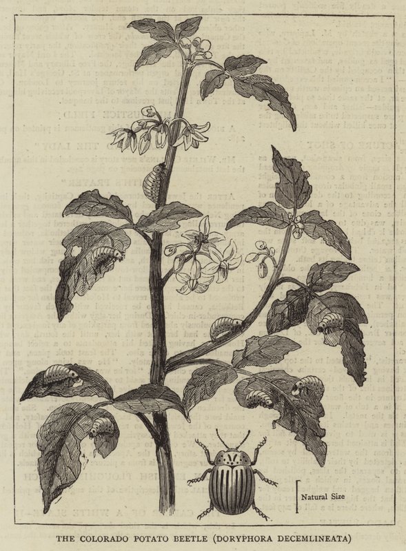Coloradokartoffelbillen, Doryphora decemlineata (gravering) af English School