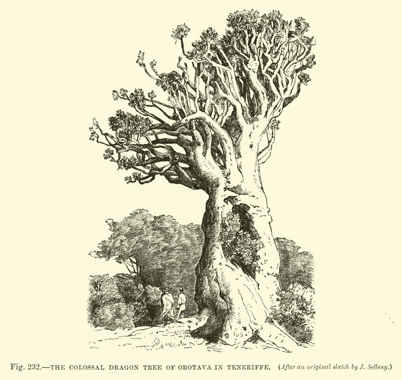 The Colossal Dragon Tree of Orotava in Teneriffe  af English School