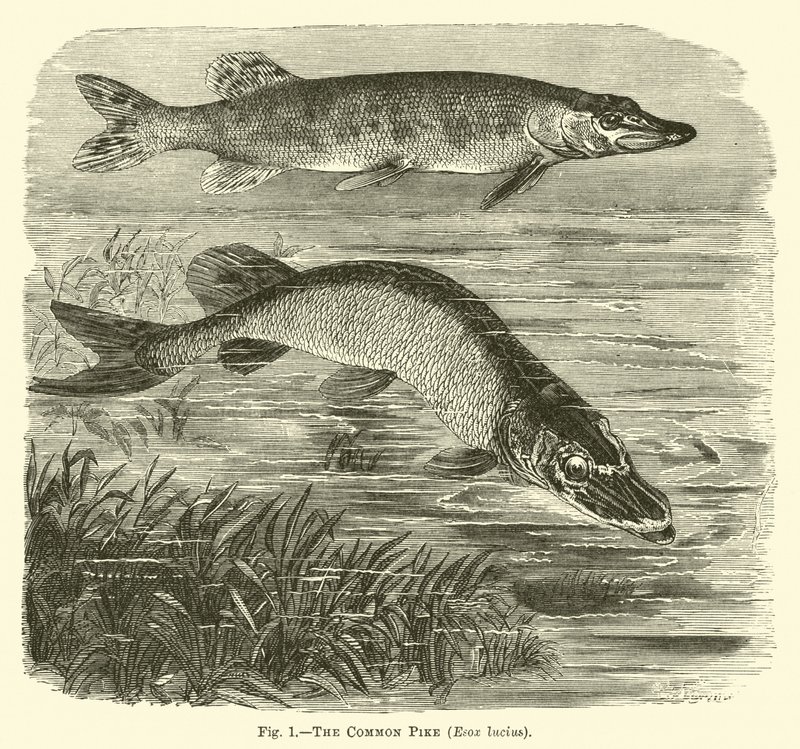 Almindelig gedde, Esox lucius af English School