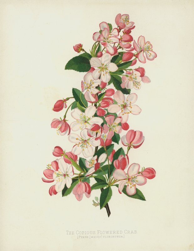 Den rigt blomstrede krabbe, Pyrus (Malus) Floribunda af English School