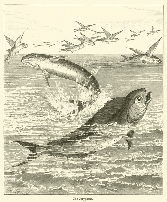 Coryphene (gravering) af English School