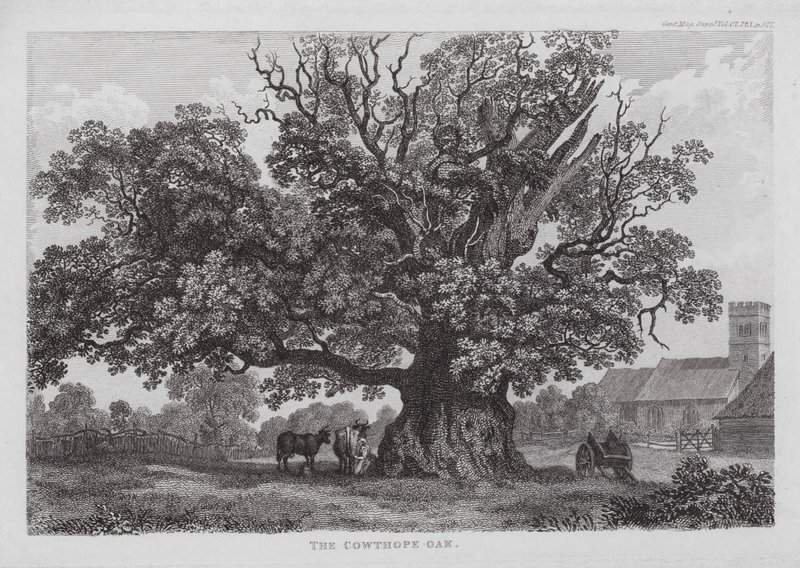 The Cowthope Oak (gravering) af English School
