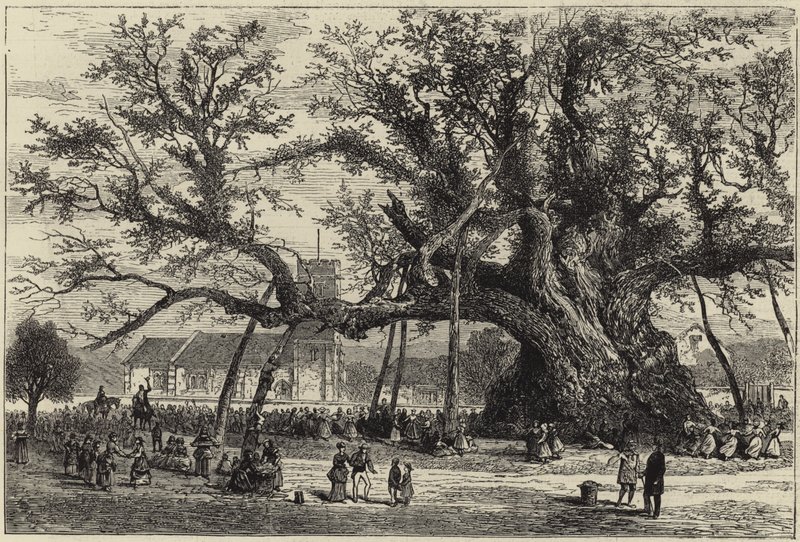 The Cowthorpe Oak af English School