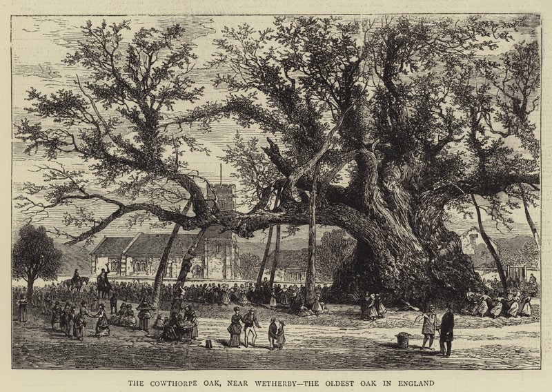 The Cowthorpe Oak, nær Wetherby, den ældste eg i England (gravering) af English School