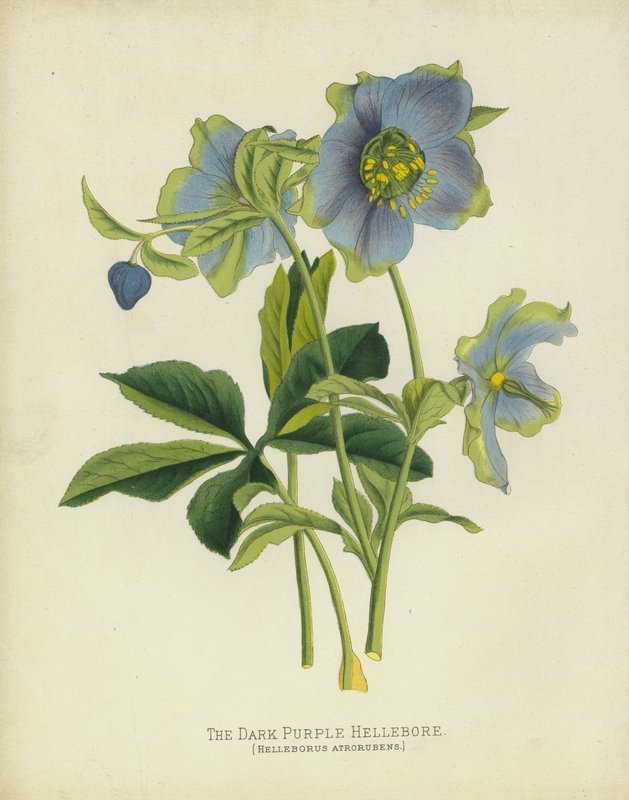 The Dark Purple Hellebore, Helleborus Atrorubens af English School