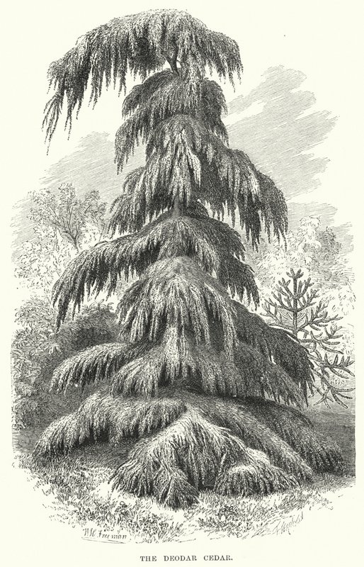 Deodar Cedar (gravering) af English School
