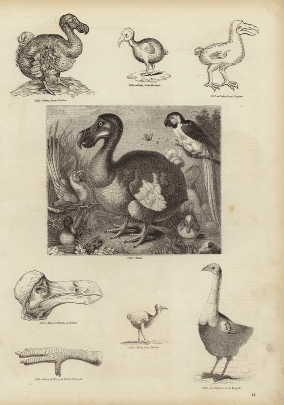 Dodo