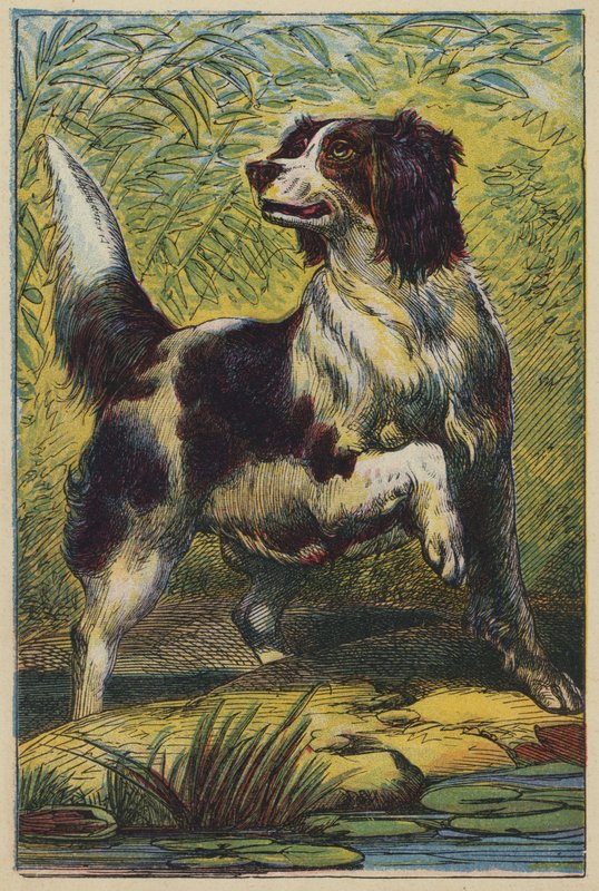 Hunden (farvelitografi) af English School