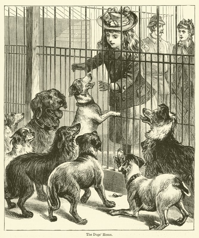 The Dogs