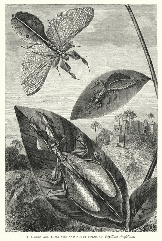 Æg og umodne og voksne former af Phyllium siccifolium (kobberstik) af English School