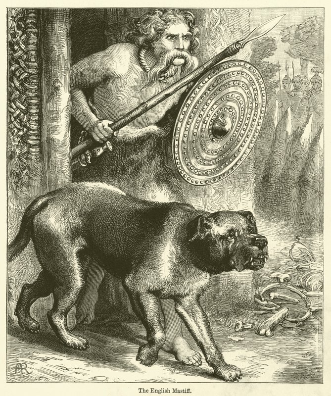Den engelske mastiff (kobberstik) af English School