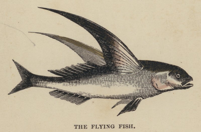 The Flying Fish (farvet indgravering) af English School