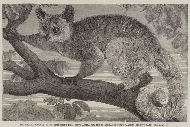 Galago, bragt af Dr. Livingstone fra Sydafrika til Zoological Society