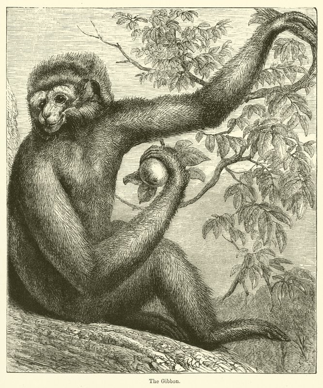 The Gibbon (gravering) af English School