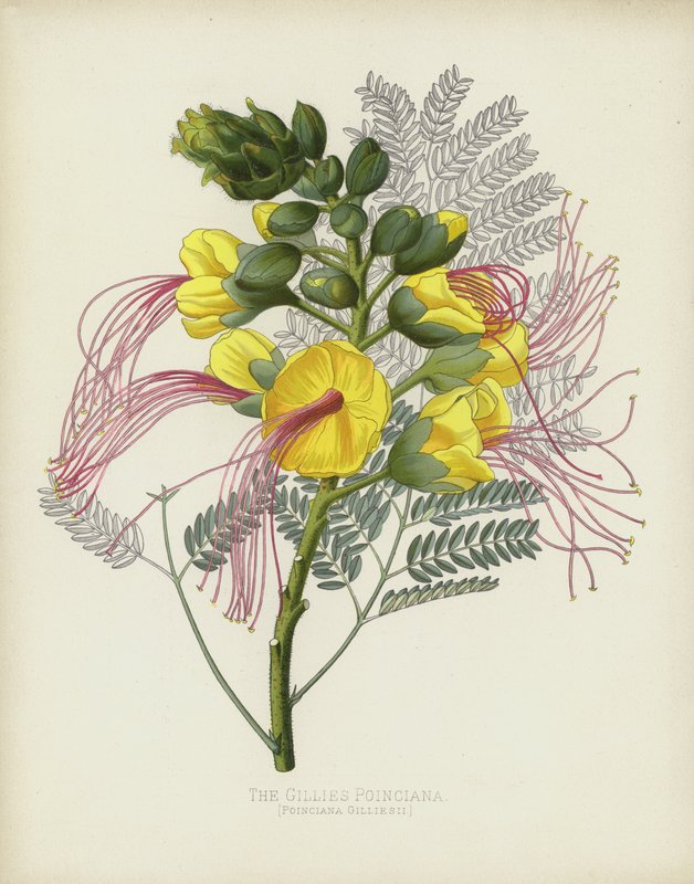 Gillies Poinciana, Poinciana Gilliesii af English School