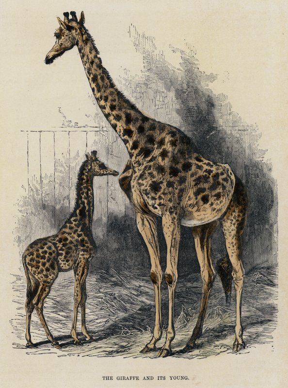 Giraffen og dens unge (farvet gravering) af English School