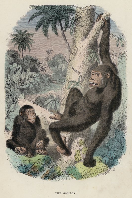 Gorillaen (farvet gravering) af English School
