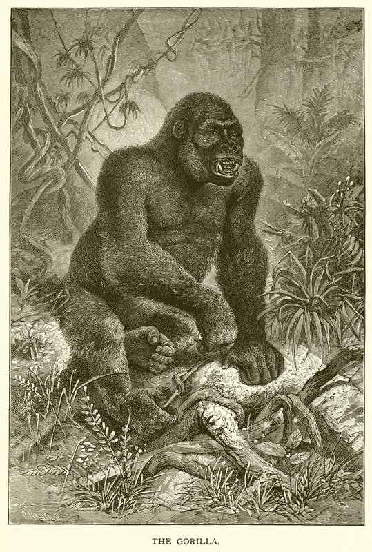 Gorillaen af English School