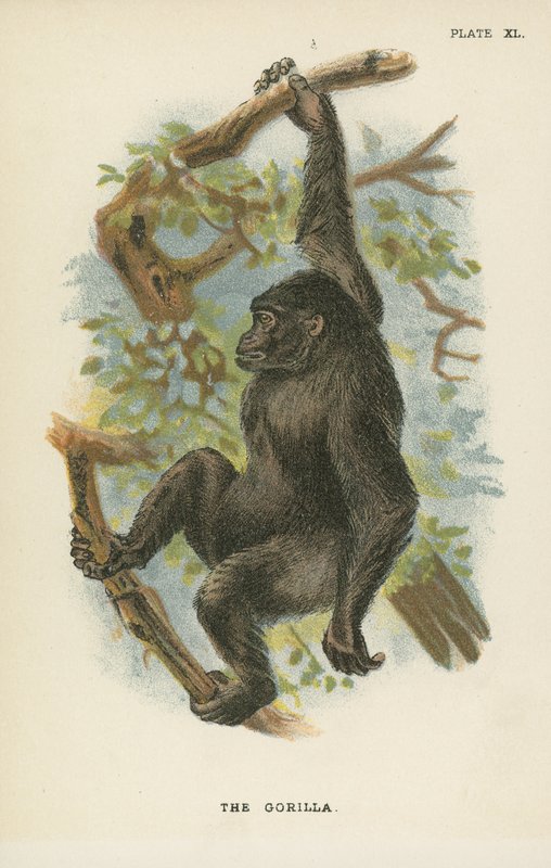 Gorillaen af English School