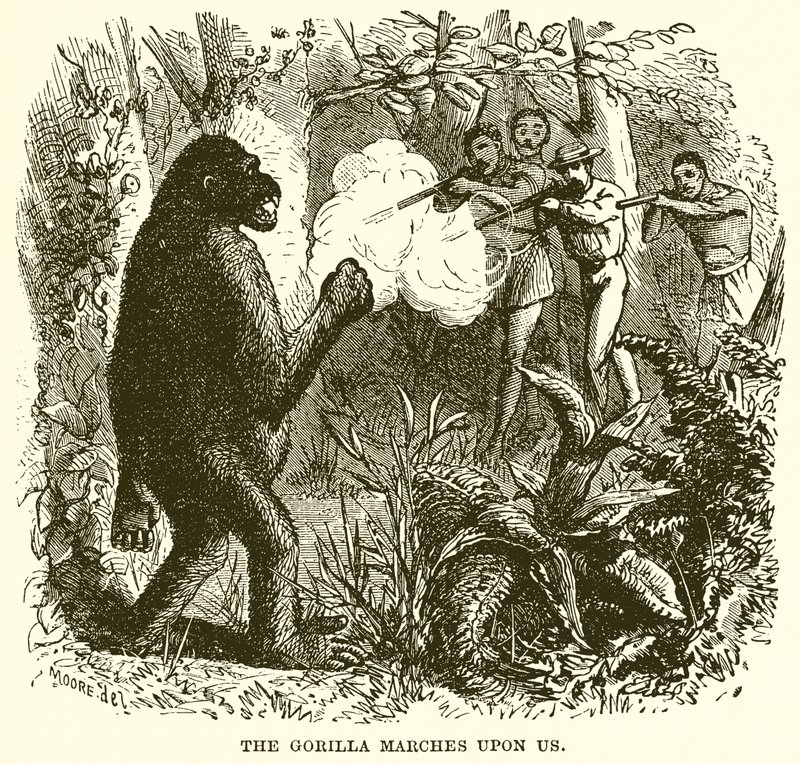 Gorillaen marcherer over os af English School