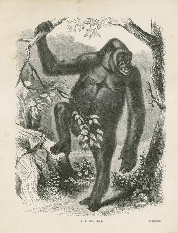 Gorillaen, frontispice for udforskninger og eventyr i Ækvatorialafrika af Paul B du Chaillu af English School