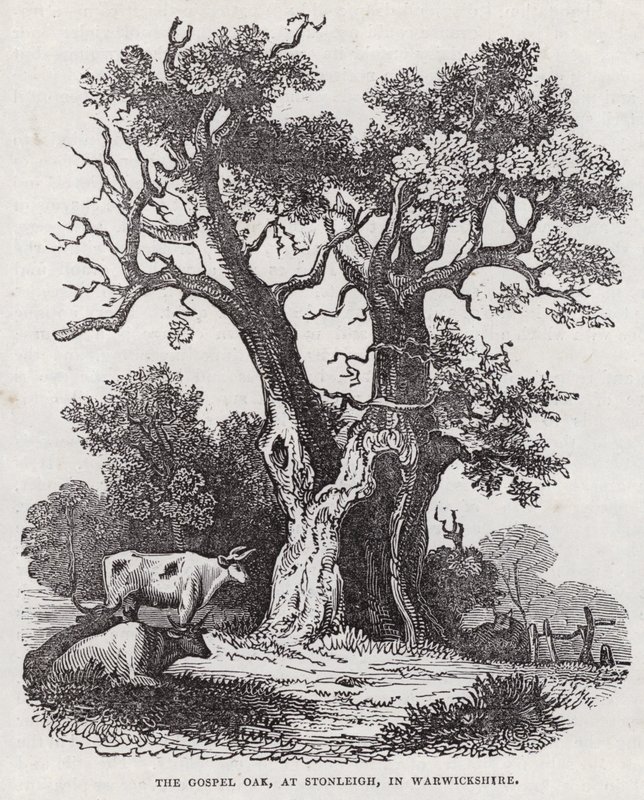The Gospel Oak, Stonleigh, Warwickshire (gravering) af English School