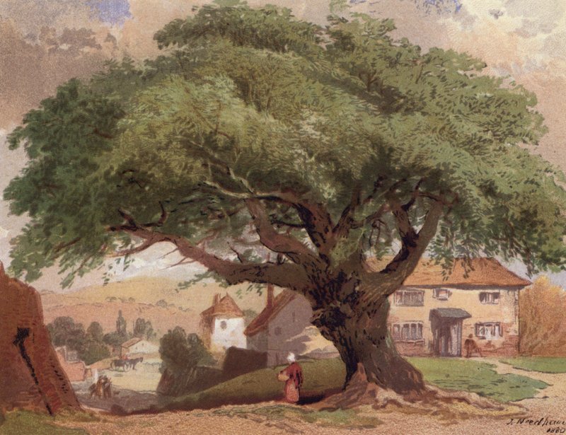 The Great Ash, scene i Surrey (farve litho) af English School