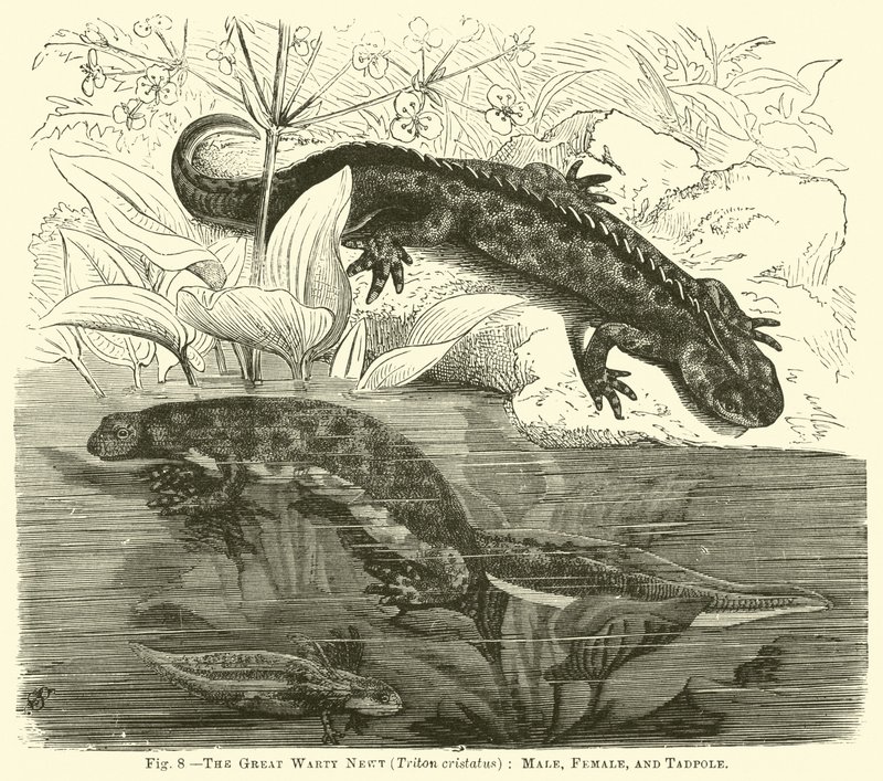 The Great Warty Newt (Triton cristatus), han, hun og haletuds af English School
