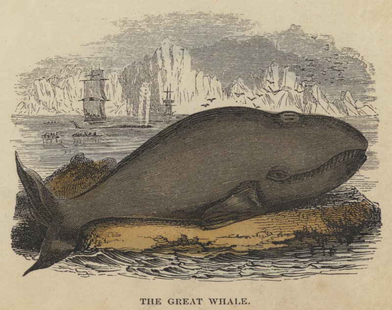 The Great Whale (farvet indgravering) af English School