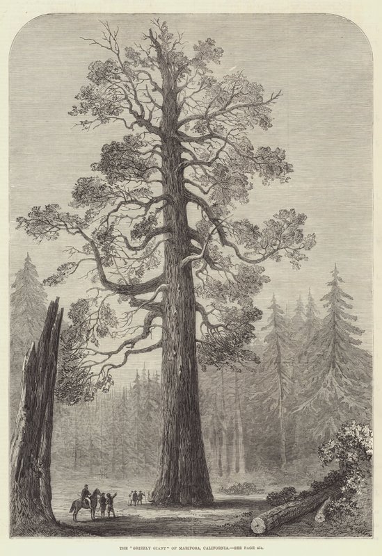 "Grizzly Giant" fra Mariposa, Californien (gravering) af English School
