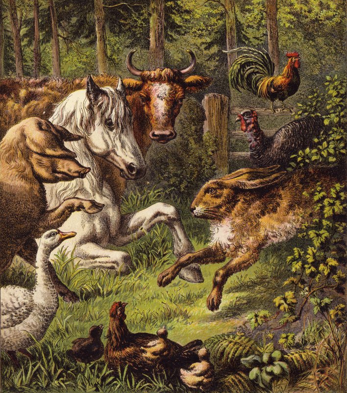 Haren og skildpadden (farve litho) af English School