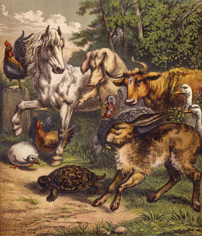 Haren og skildpadden (farve litho) af English School