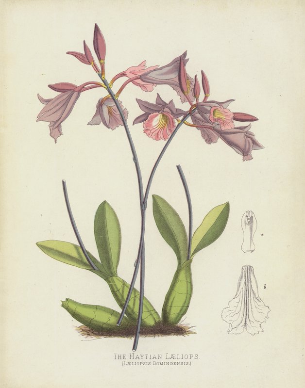 Den høitiske Laeliops, Laeliopsis Domingensis af English School