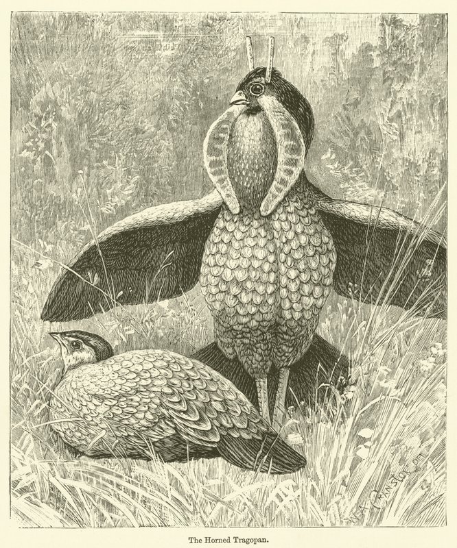 Den hornede tragopan (kobberstik) af English School