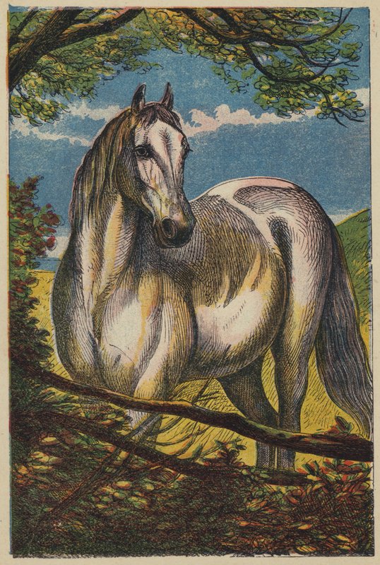 Hesten (farve litho) af English School
