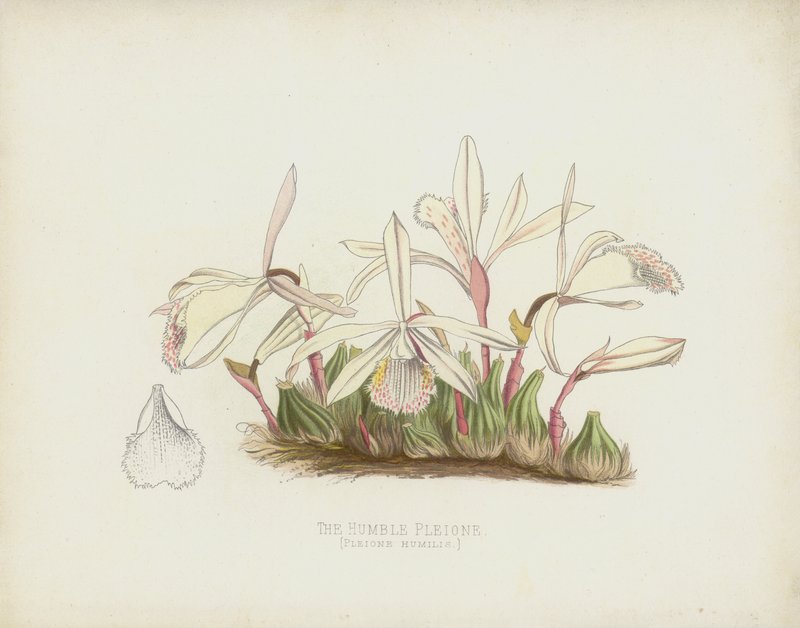 Den ydmyge Pleione, Pleione Humilis af English School