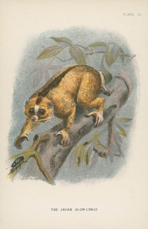 Javan Slow-Loris af English School