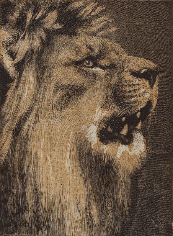 The King of the Forest (farvet gravering) af English School