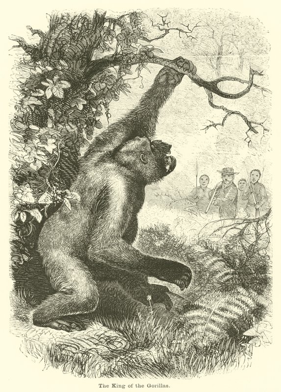 Gorillaernes konge af English School