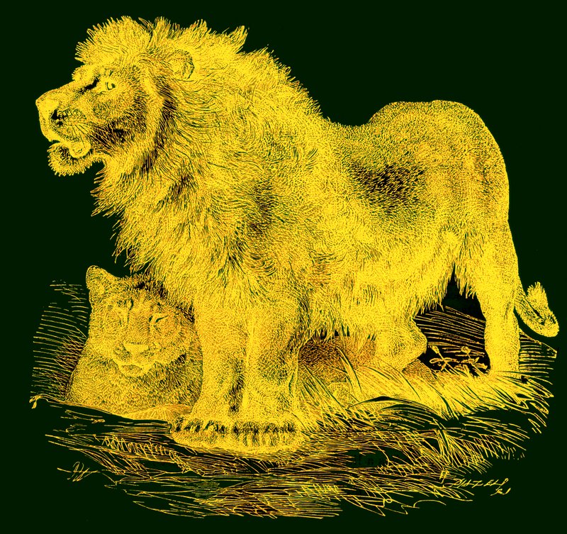 The Lion, illustration fra J. G. Woods Illustrated Natural History, udgivet ca. 1850 (digitalt forbedret billede) af English School