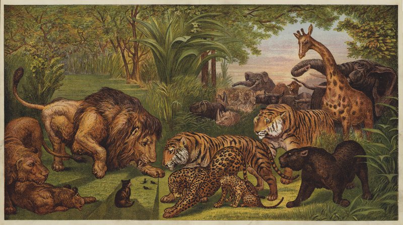 Løvens reception (farve litho) af English School
