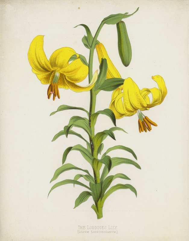 Loddiges Lilje, Lilium Loddigesianum af English School