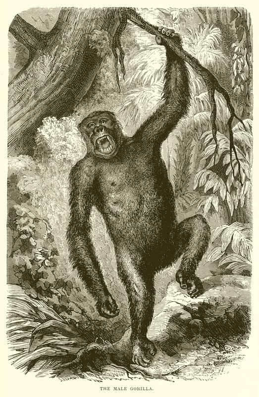 Den mandlige gorilla af English School