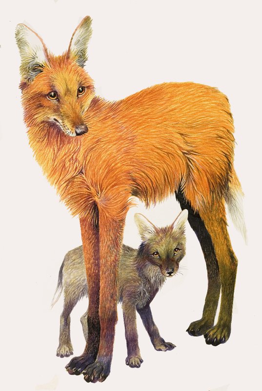 Maned Wolf, fundet i Sydamerika af English School